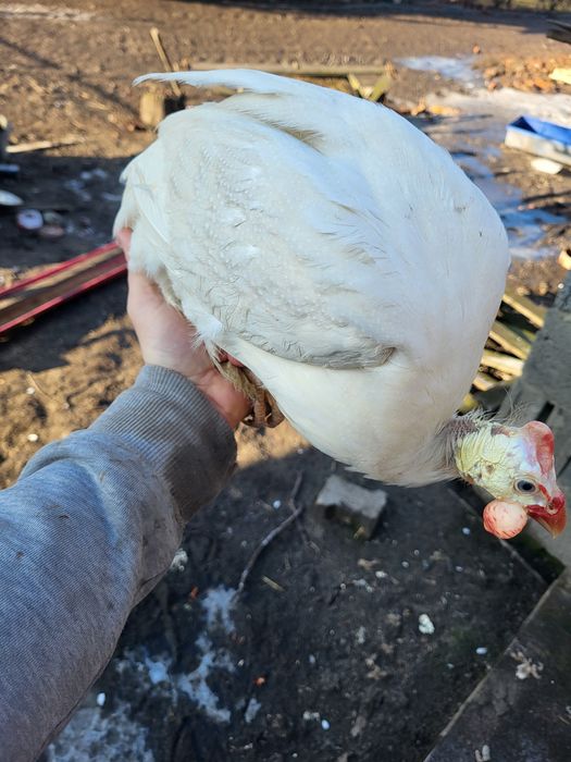 Perliczki ciekawe kolory