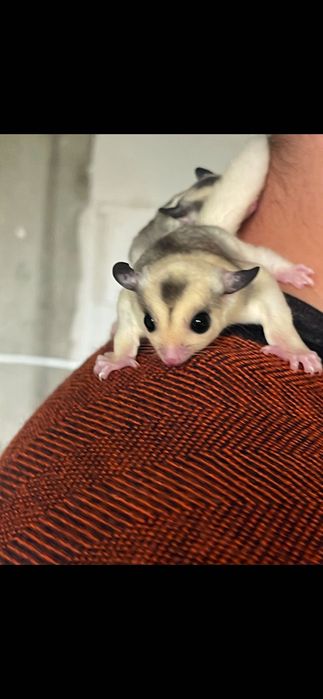 Lotopałanka mozaic sugar glider