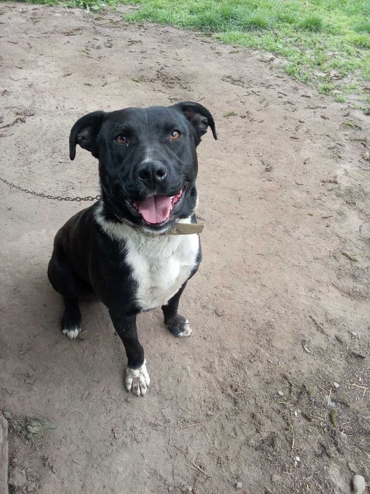 В добрі та відповідальні руки.2000 грн.