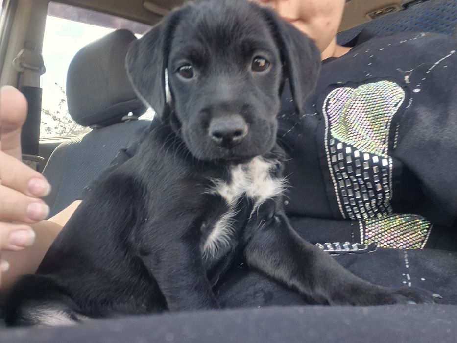 Отдам собаку в хорошие руки