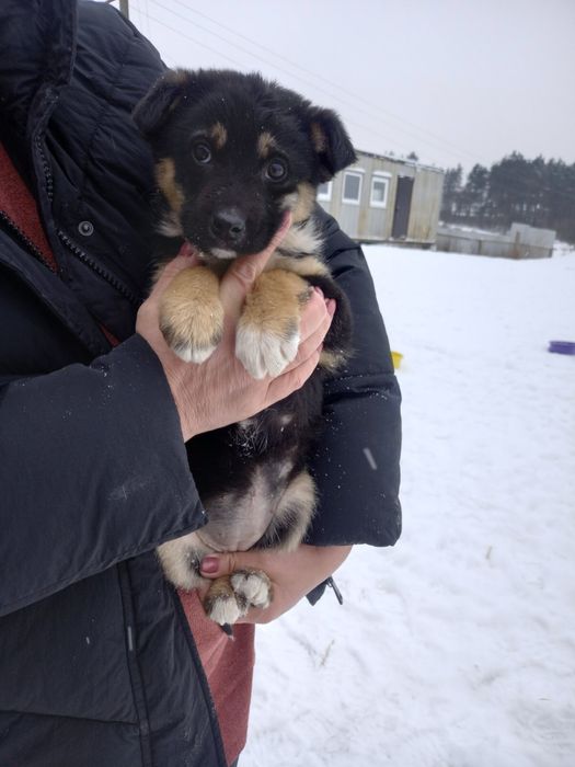 Прилаштовую дівчаток