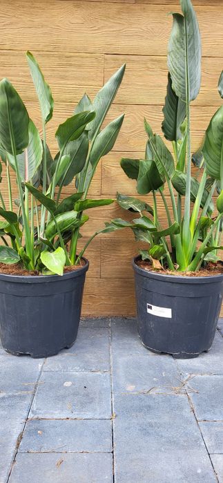 Palma mrozoodporna. Szorstkowiec.