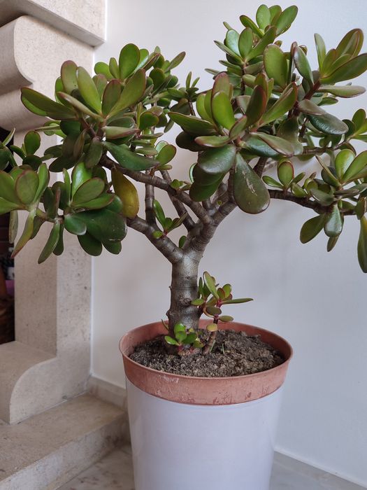 Planta Jade, planta da sorte