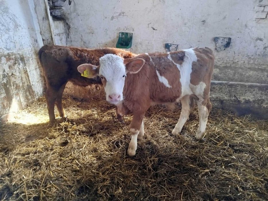 Sprzedam 9 byczków odsatków NCB SM