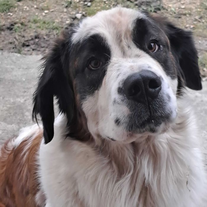 Hotel dla psów, kotów, królików, gryzoni i innych zwierząt