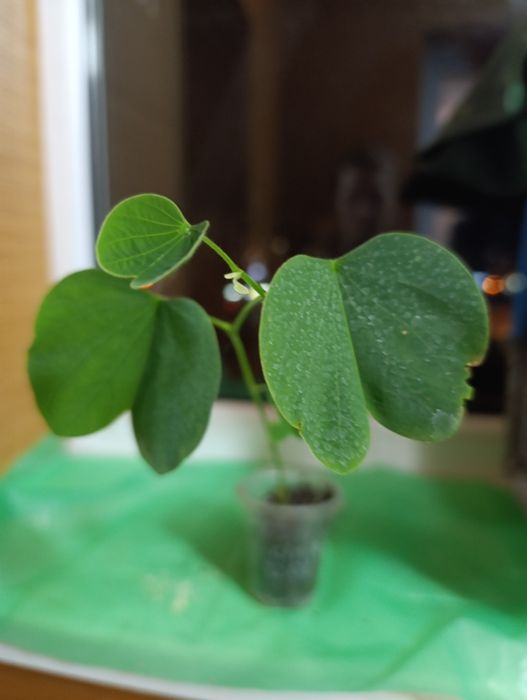 Екзотичні рослини