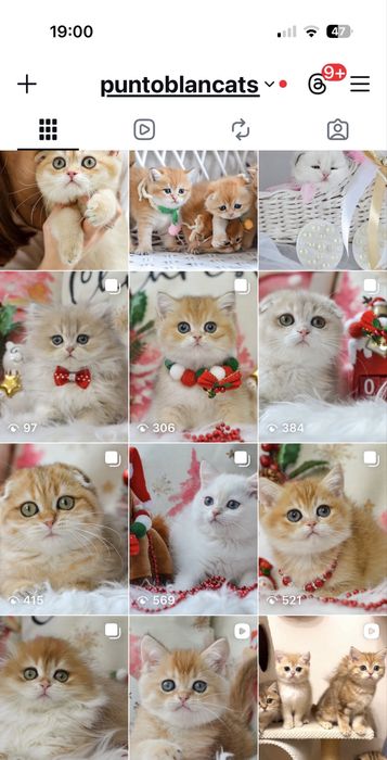 Київ. Британські золоті шиншилли