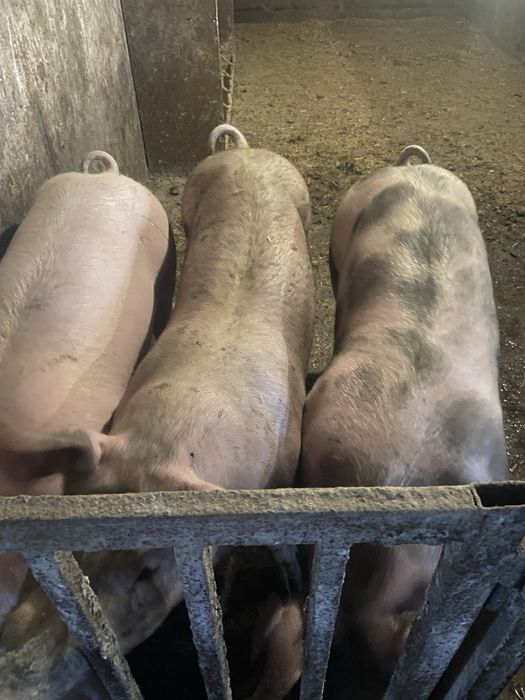 Свині Рем свиноматки