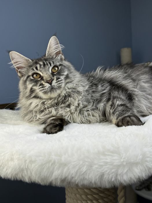 Крупная и меховая девочка мейн кун  месяца серебро