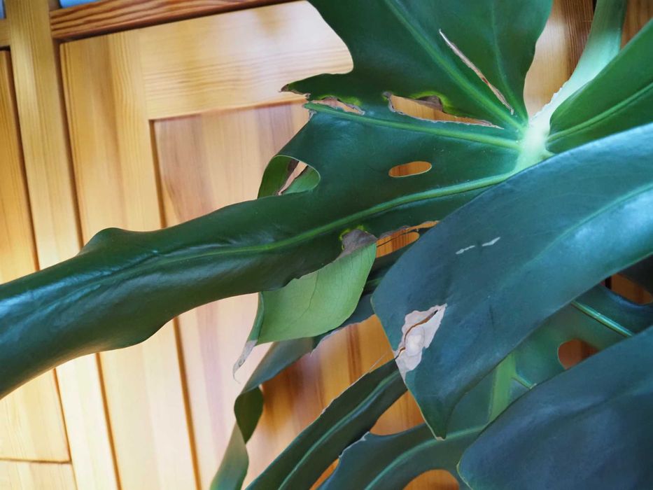 Duża Piękna Monstera 140cm – Donica i Palik GRATIS