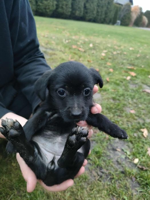 Oddam pieski w dobre ręce