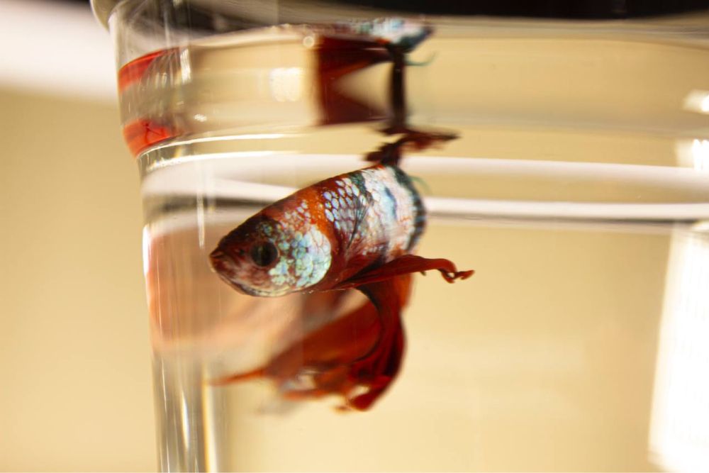 Риба Півник. Бійцівська сіамьска рибка. Петушок