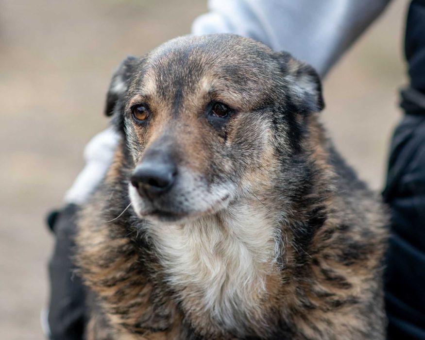 Kochany psiak HUDSON szuka domku!