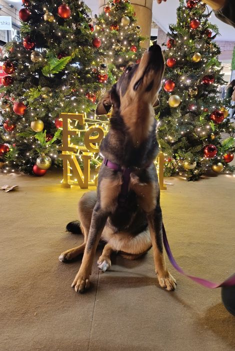Bibi uma cadela muito amorosa!