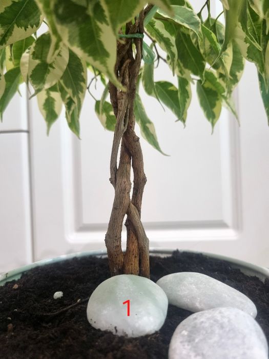 Дизайнерський фікус бонсай