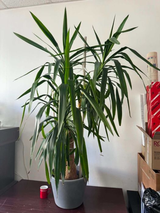 Yucca elephantipes, juka elefanta na pniu ~ 170 cm, duży okaz