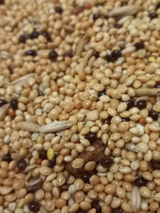 Продаю все для папуг