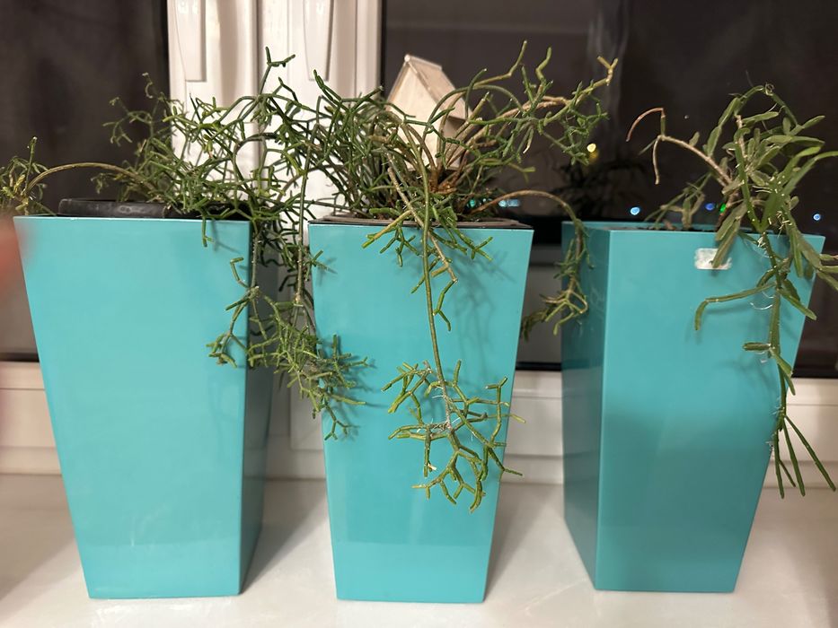 Doniczka LAMELA -  finezja do storczyków