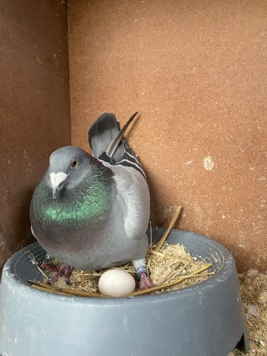 Pombos para cedência ( team trofa )