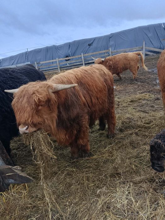 Posiadam byka na sprzedaż