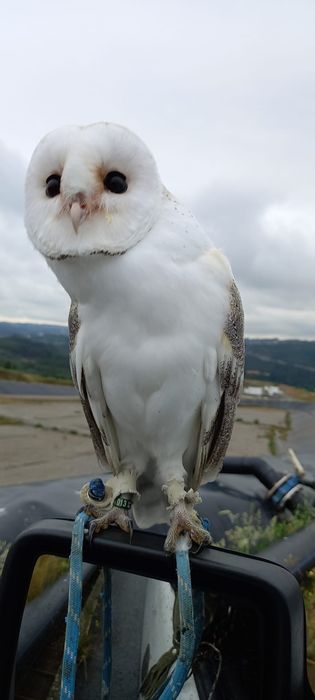 Aves para falcoaria