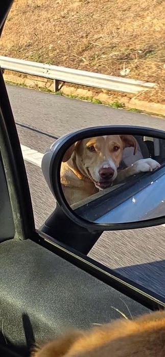Caozinho raçado de labrador com 1 ano para adopção