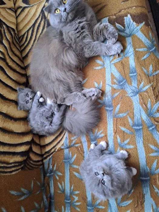 Шотландські кошенята