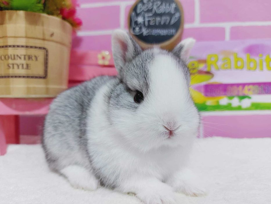 KIT Coelhos anões mini holandês e teddy desparasitados