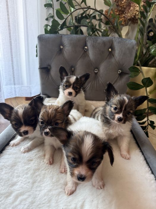 Papillon szczeniak spaniel kontynentalny miniaturowy szczeniaczek