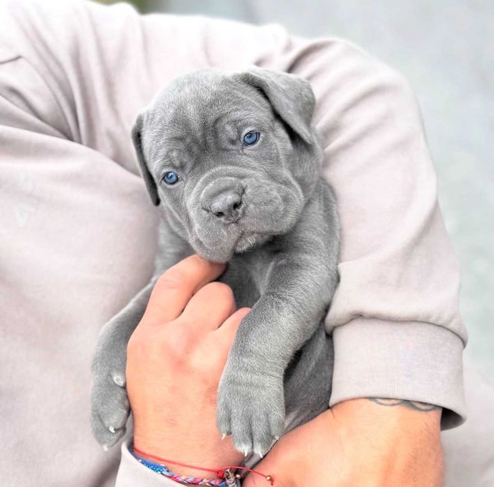 Szara suczka Cane Corso ZKwP/FCI - do odbioru pod koniec maja