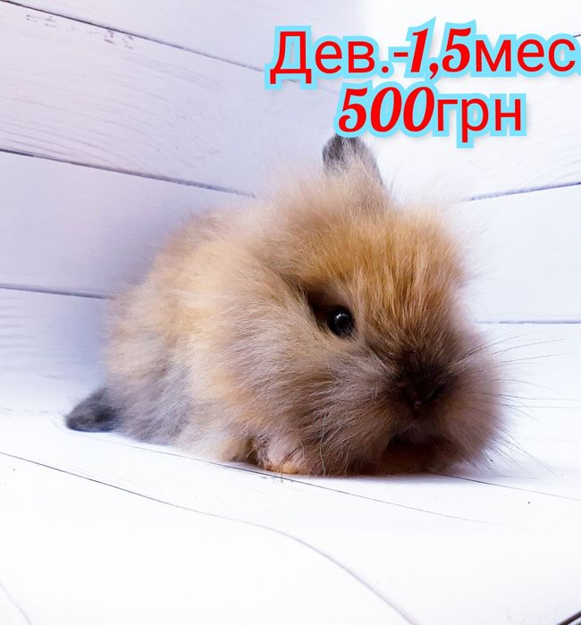 Карликовые миниатюрные декорат.торчеухие и вислоухие мини кролики