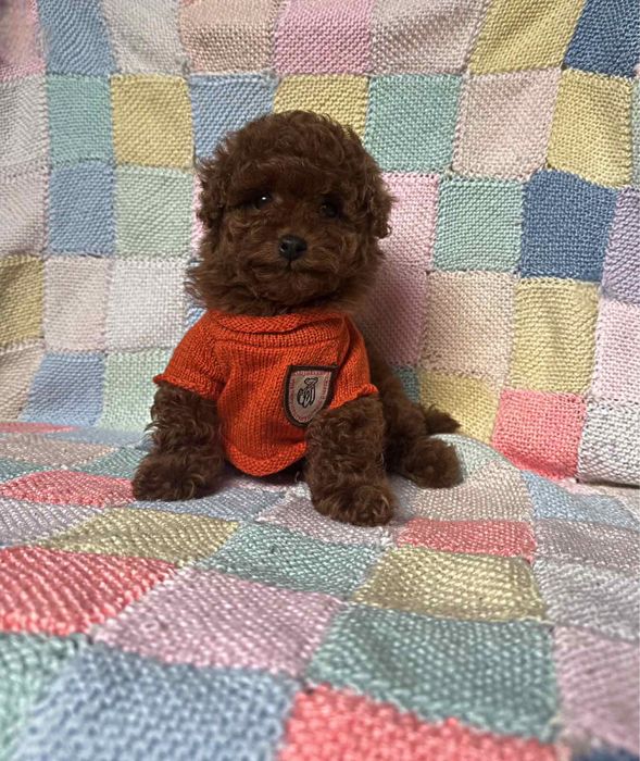 Хлопчик той пудель Китай