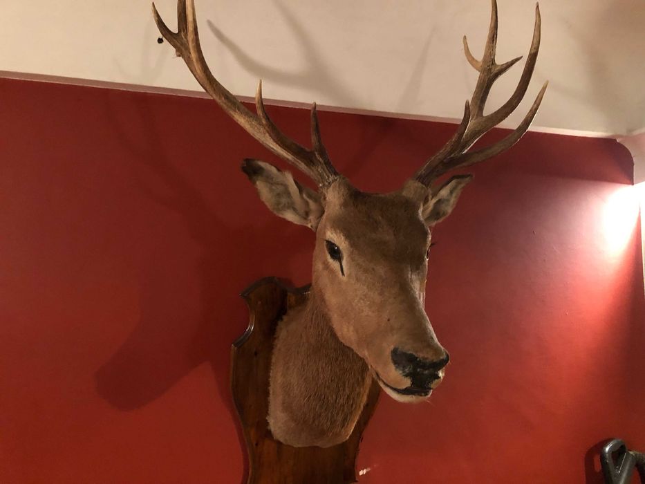 Чучело оленя с шикарными рогами красивая голова статуя для дизайна