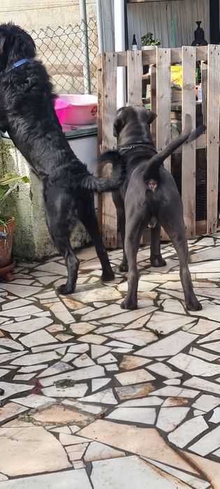 Cão  para adopção.