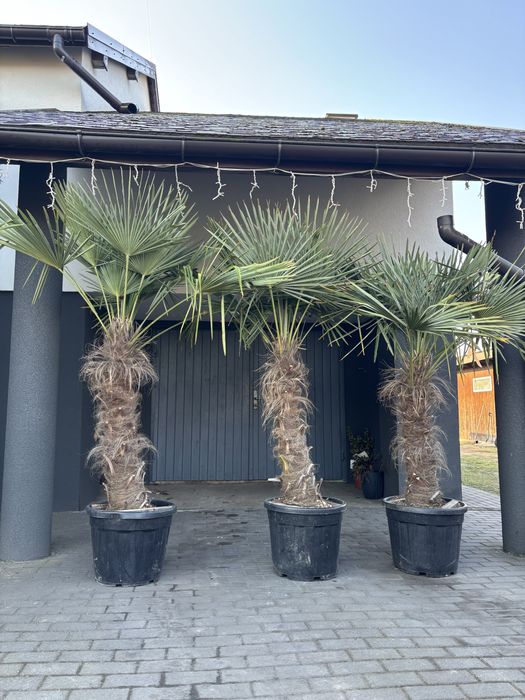 Trychacarpus Fortunei Pien 1 m 2 m 50 cm