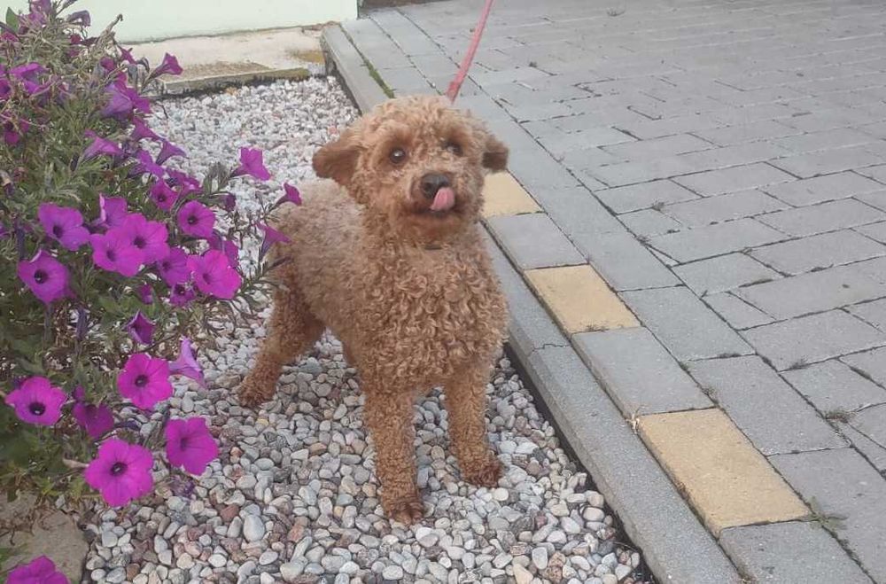 Śliczny  pudel toy piesek.