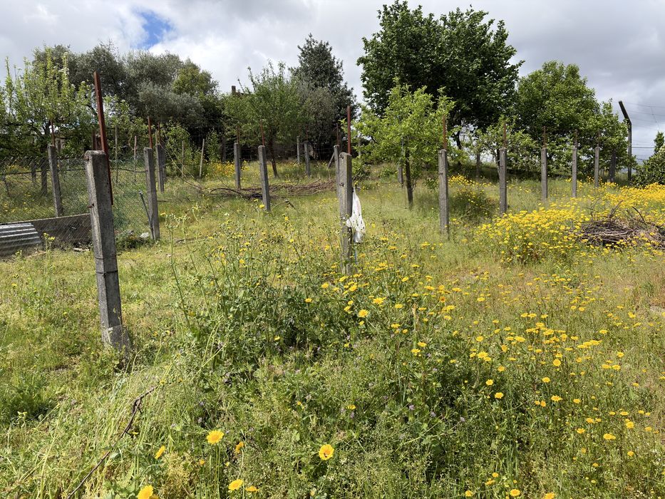 Vendo 50 esteios para vinha