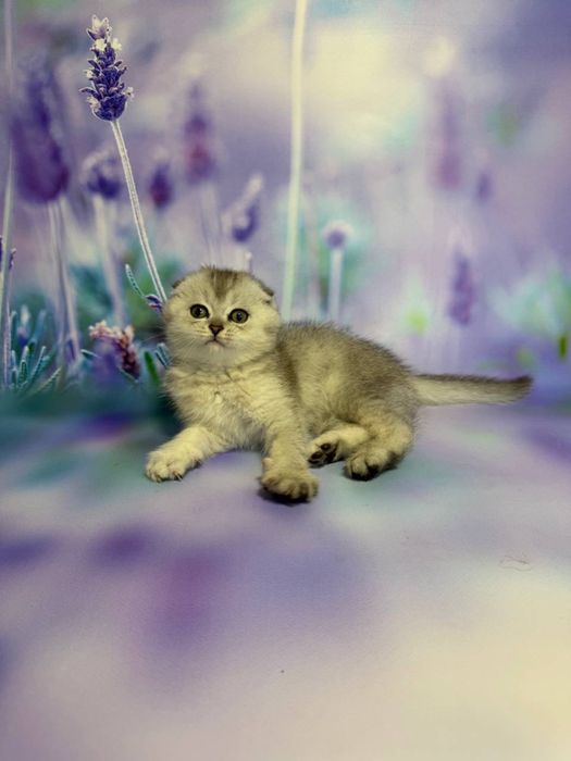 Висловухий хлопчик Фіма