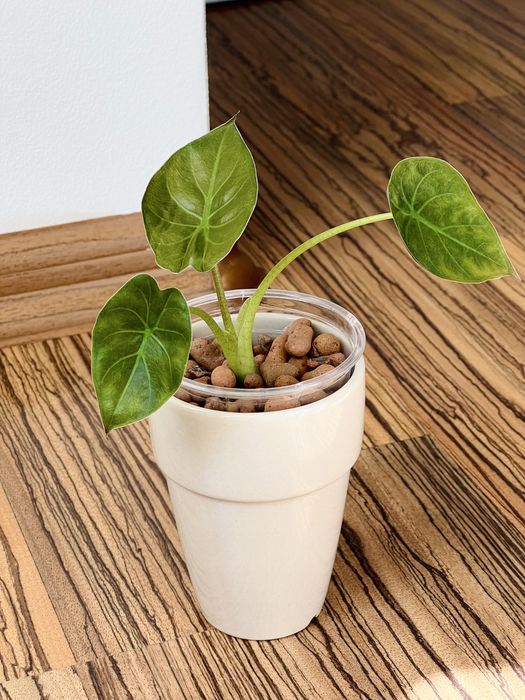 Алоказія, Венті, Скальпрум, Поллі