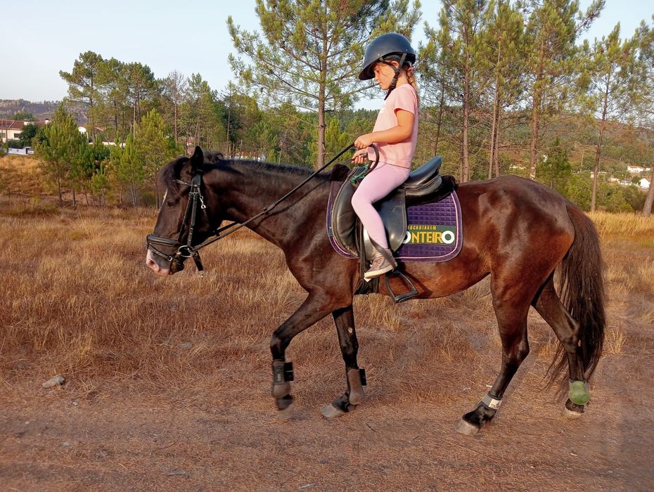 Garrana 2 anos e meio montada/engatada gestante