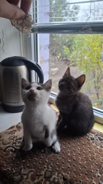 Котики шукають люблячу родину
