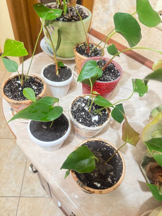 Антуріум червоний