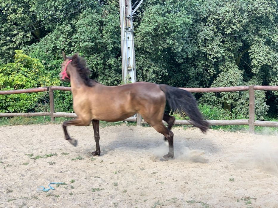 Égua cruzada Árabe