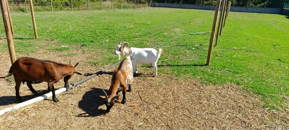 Cabras anas prenhas e chibo