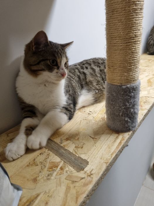 Kocurek Igor szuka domu