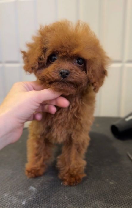 Pudel toy Teacup