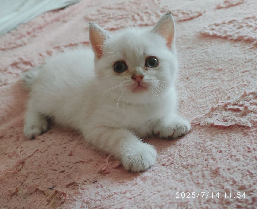 Шотландские котята