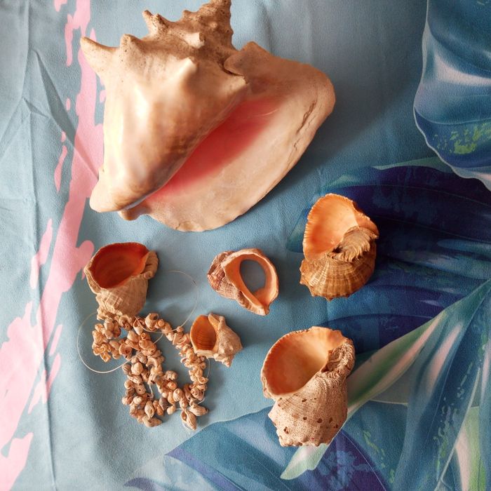 Раковина морская. Торг.