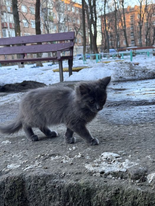 Котики шукають родину