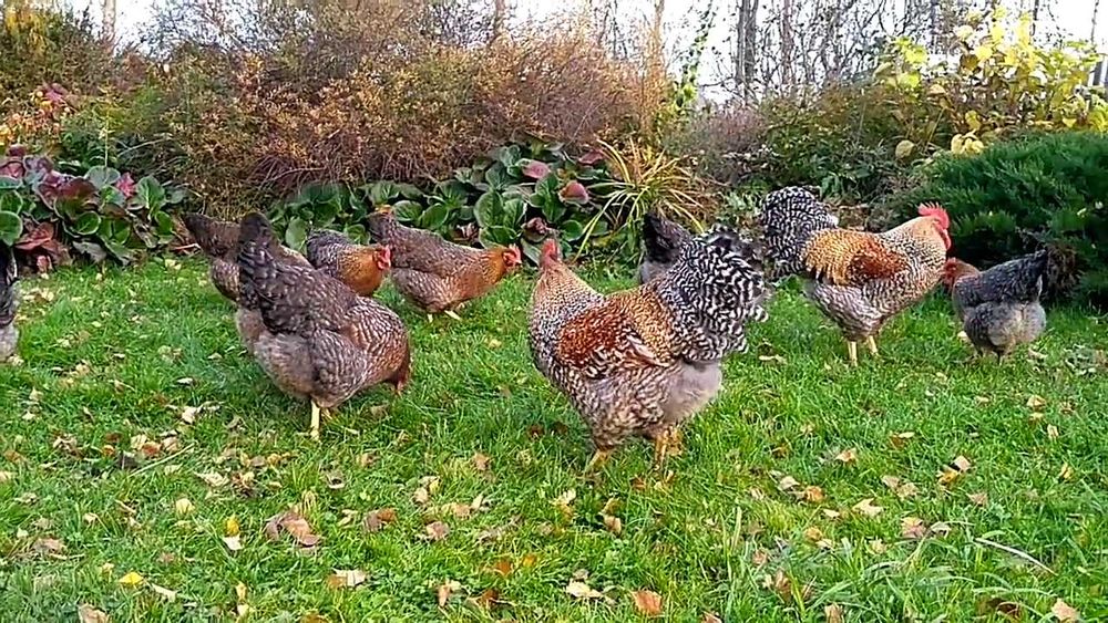 Куры Билефельдер Германия